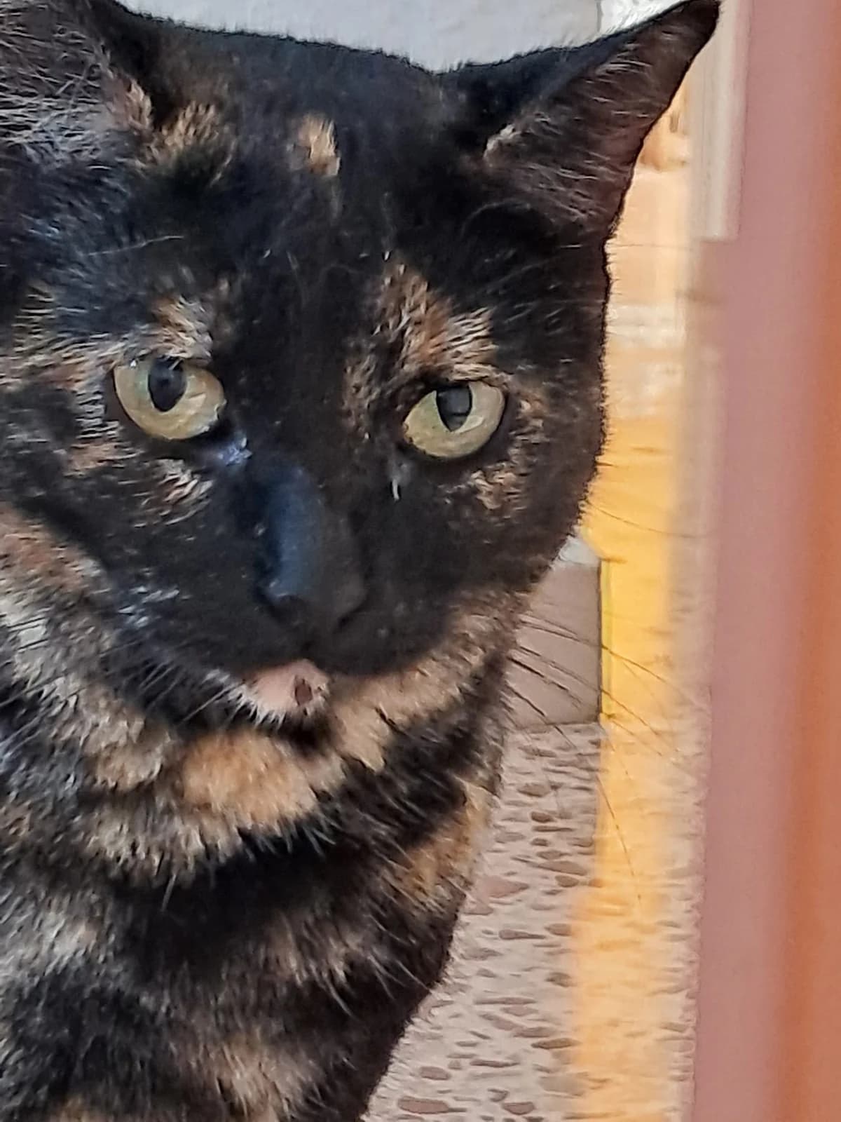 Lapka, female Mixed Breed Cat for adoption at Tierischgeholfen e.V.