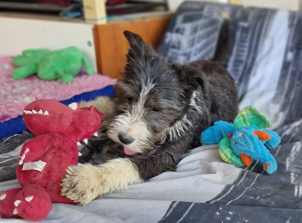 Coco1, female puppy Mixed Breed for adoption at Tierischgeholfen e.V.