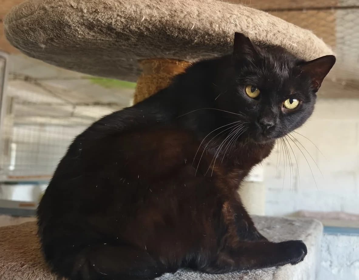 Gnocchi, male Mixed Breed Cat for adoption at Tierischgeholfen e.V.