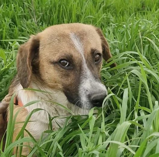 Alma, female Mixed Breed for adoption at Tierischgeholfen e.V.
