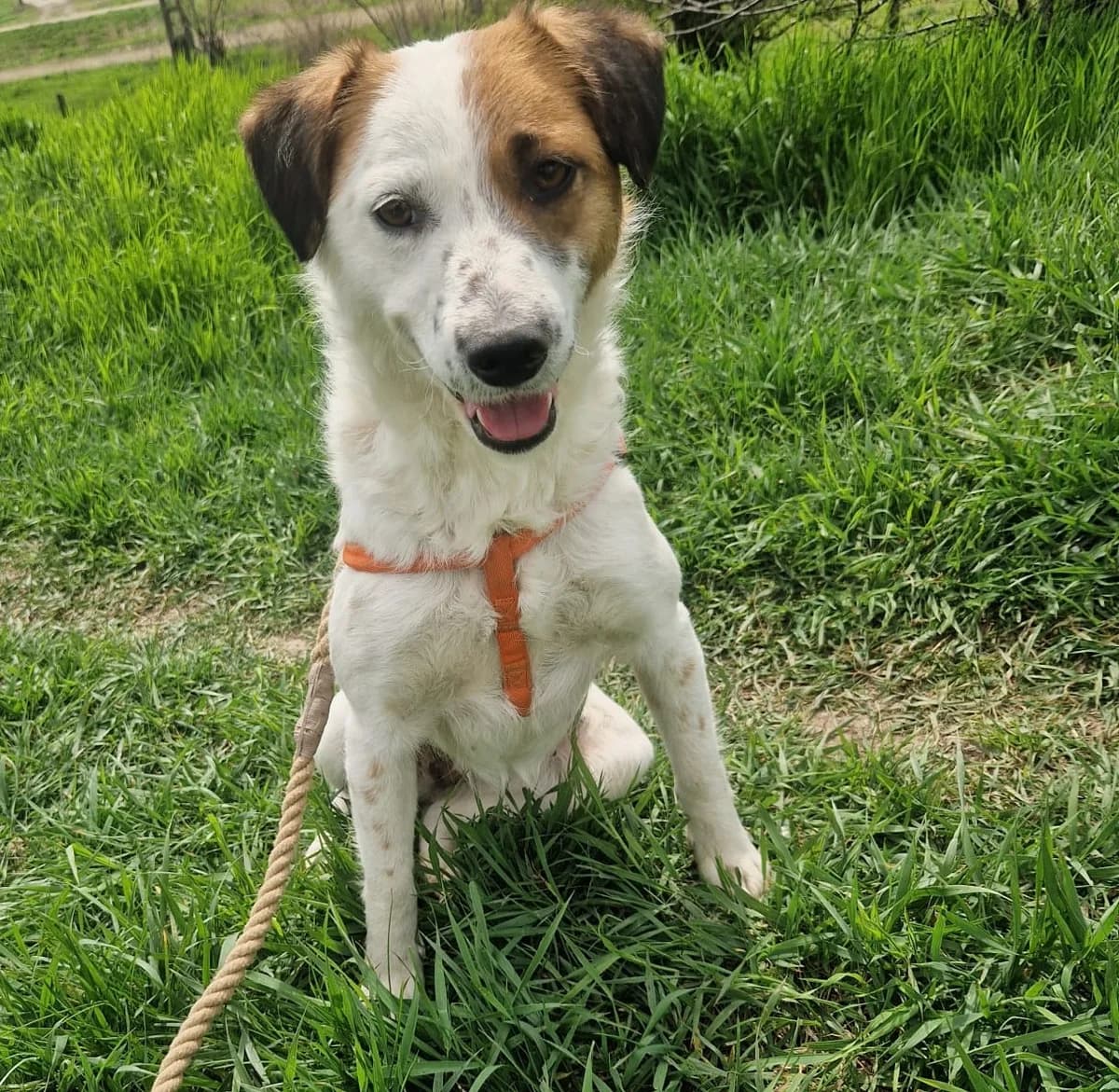 Tilly, weiß female Mixed Breed for adoption at Tierischgeholfen e.V.