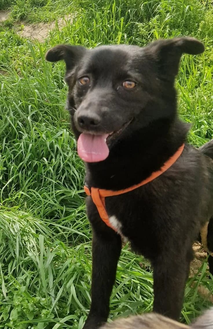 Maggie, female Mixed Breed for adoption at Tierischgeholfen e.V.