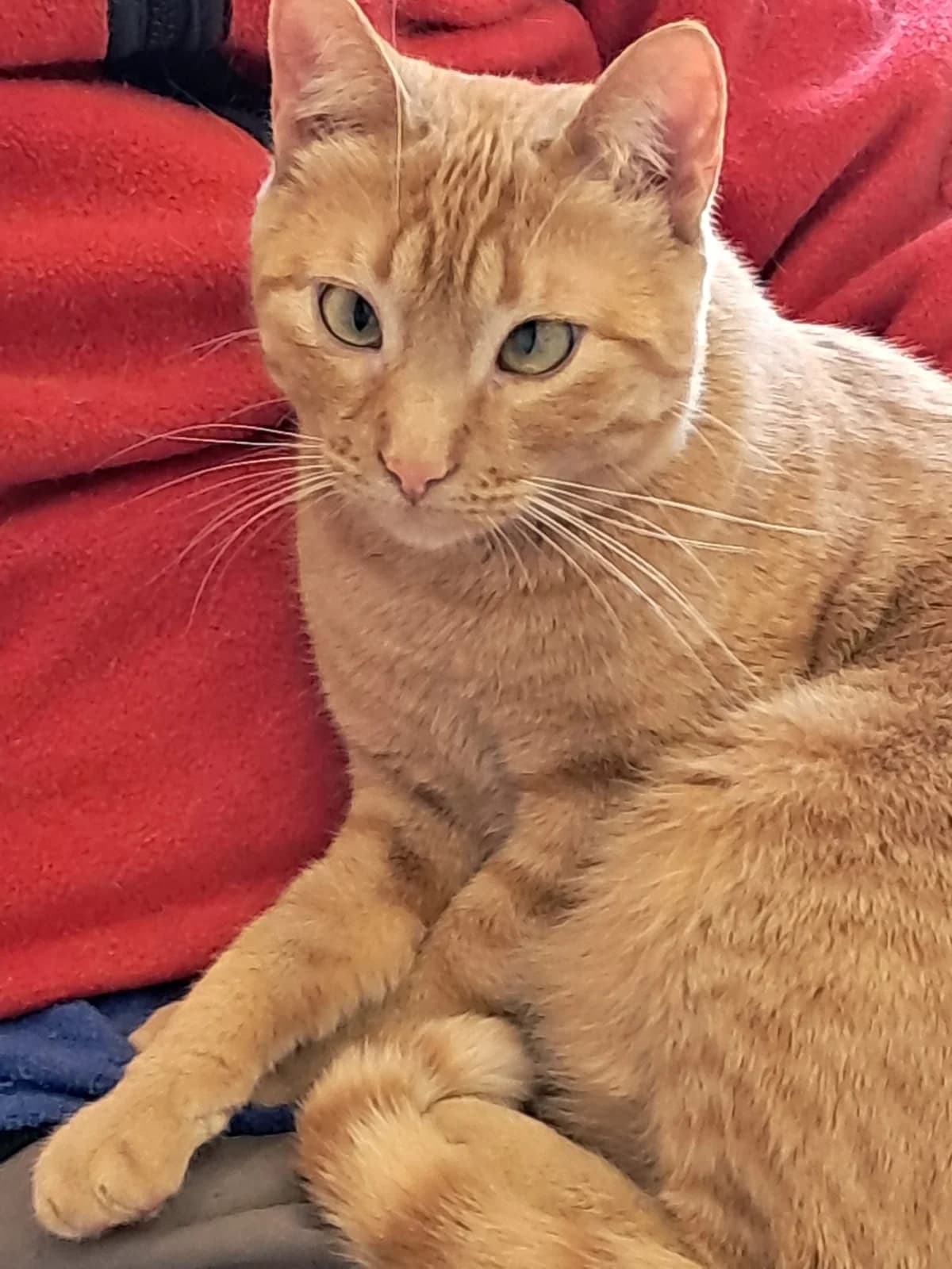 Tili, female Mixed Breed Cat for adoption at Tierischgeholfen e.V.