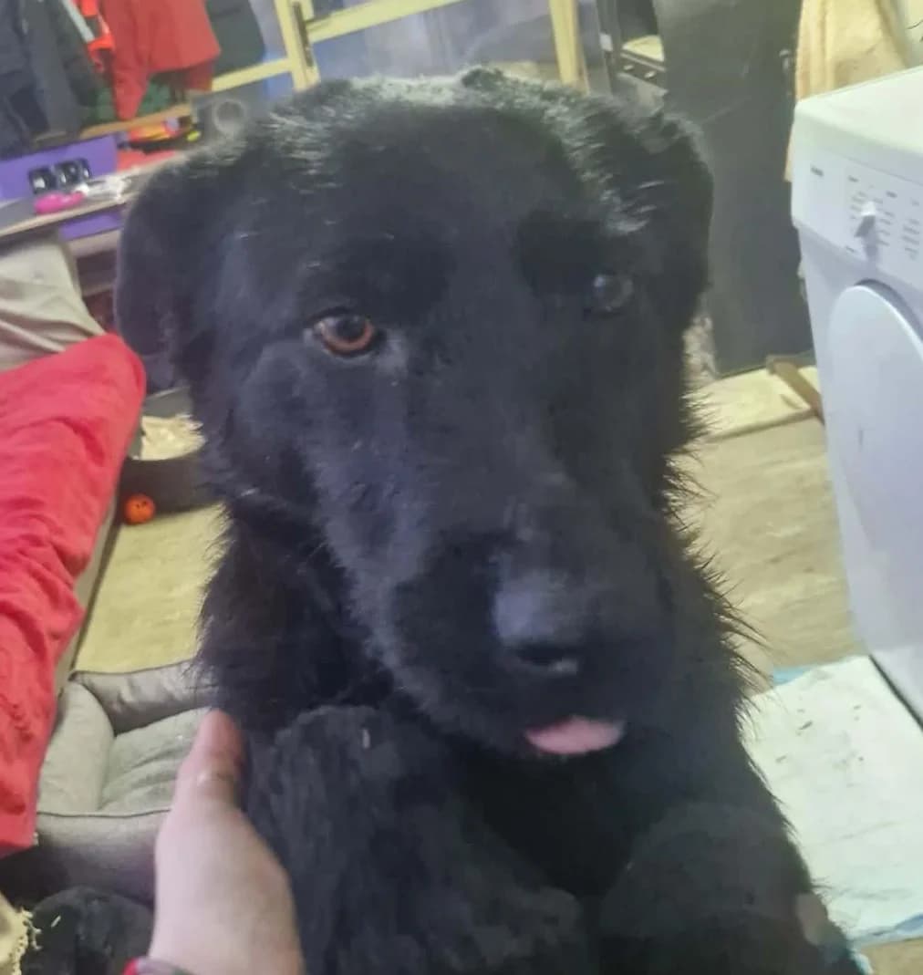 Mona, weiß female 5yo Mixed Breed for adoption at Tierischgeholfen e.V.