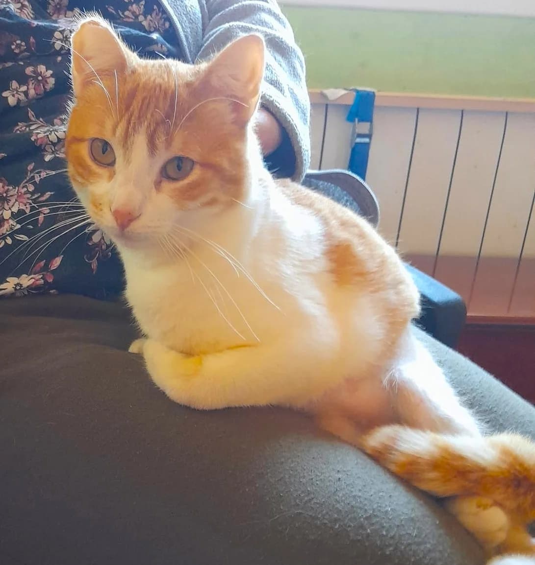 Vicco Seda, female Mixed Breed Cat for adoption at Tierischgeholfen e.V.