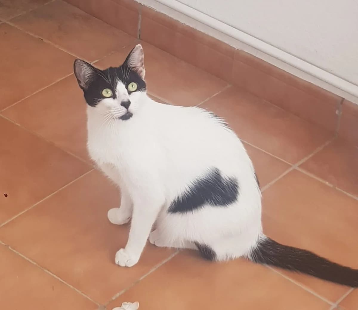 Milka, female Mixed Breed Cat for adoption at Tierischgeholfen e.V.