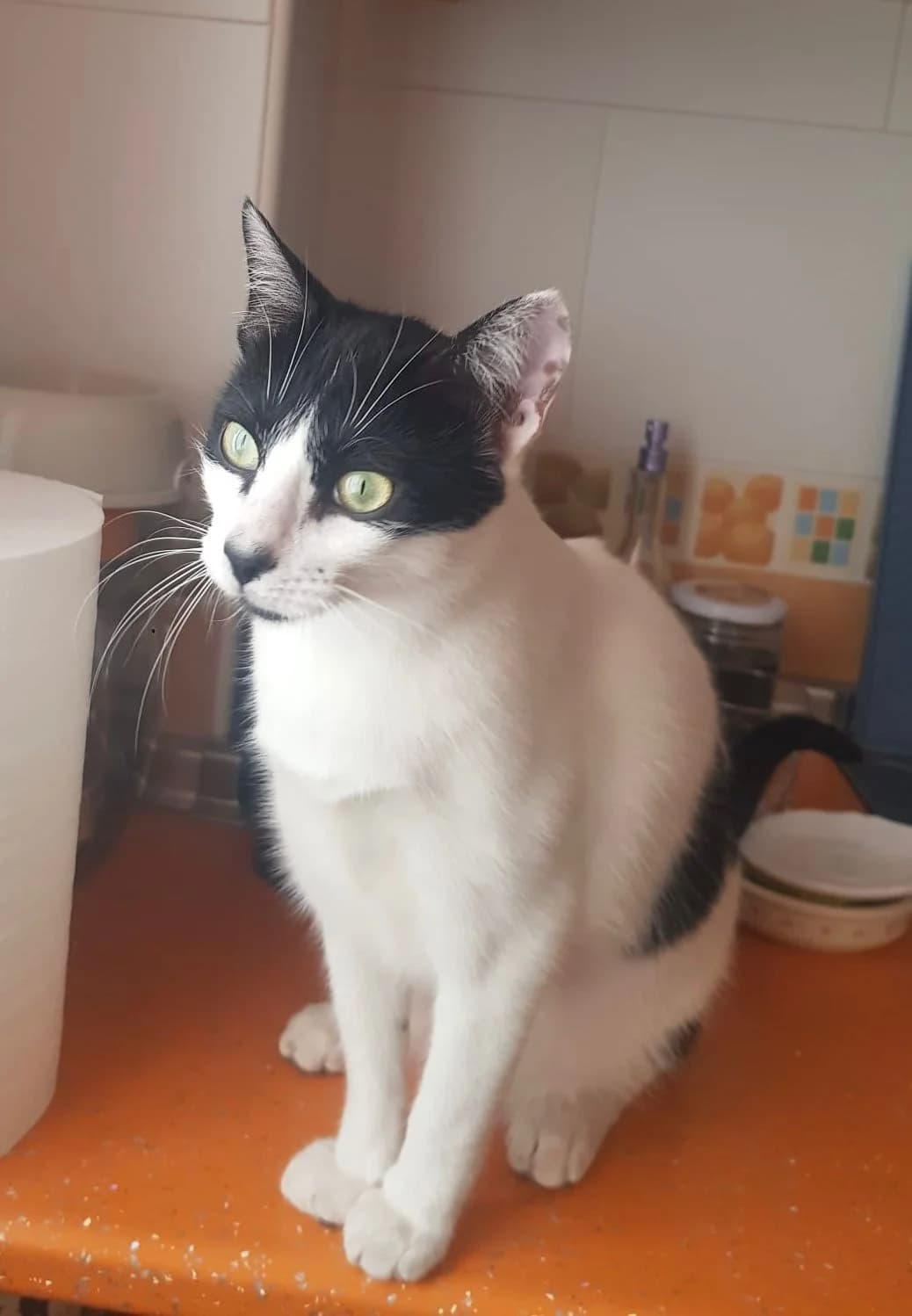 Milka, female Mixed Breed Cat for adoption at Tierischgeholfen e.V.