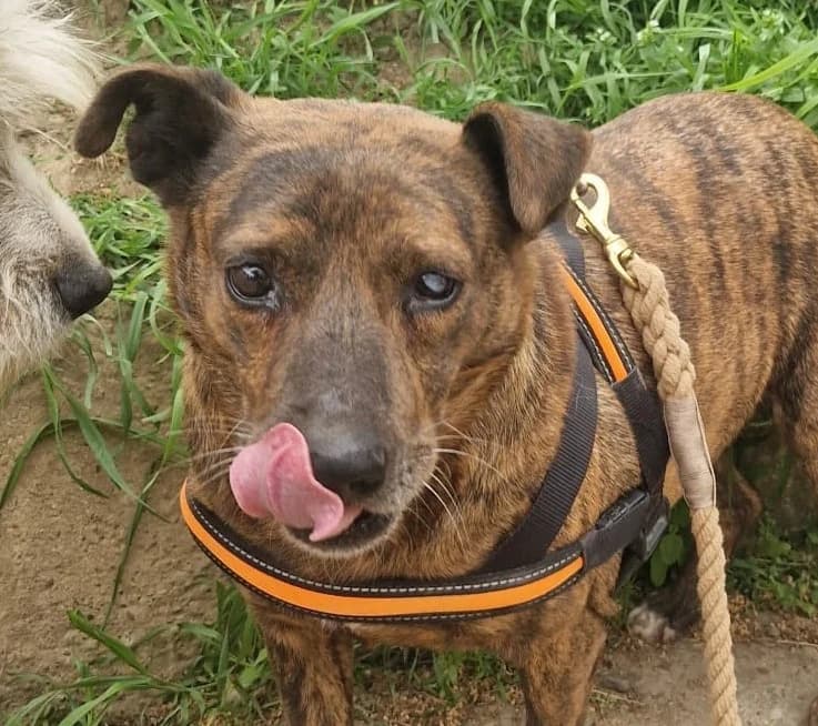 Omi, female senior Mixed Breed for adoption at Tierischgeholfen e.V.