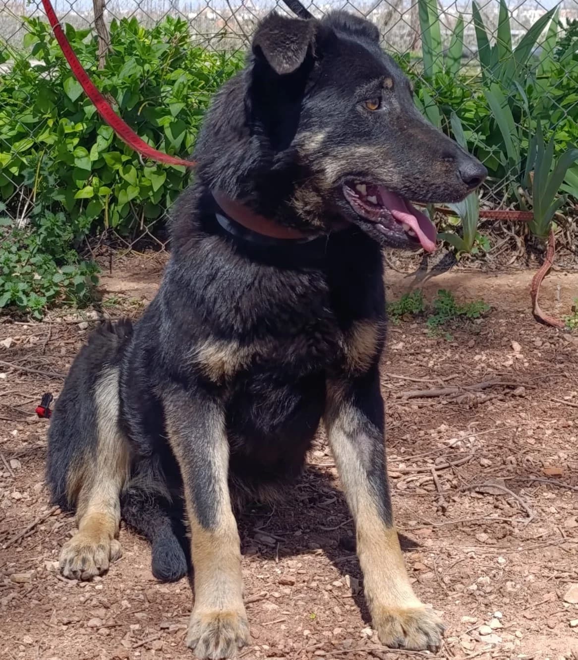 Chase, female Mixed Breed for adoption at Tierischgeholfen e.V.