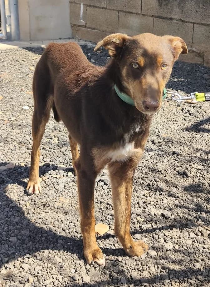 Lolo2, male Mixed Breed for adoption at Tierischgeholfen e.V.