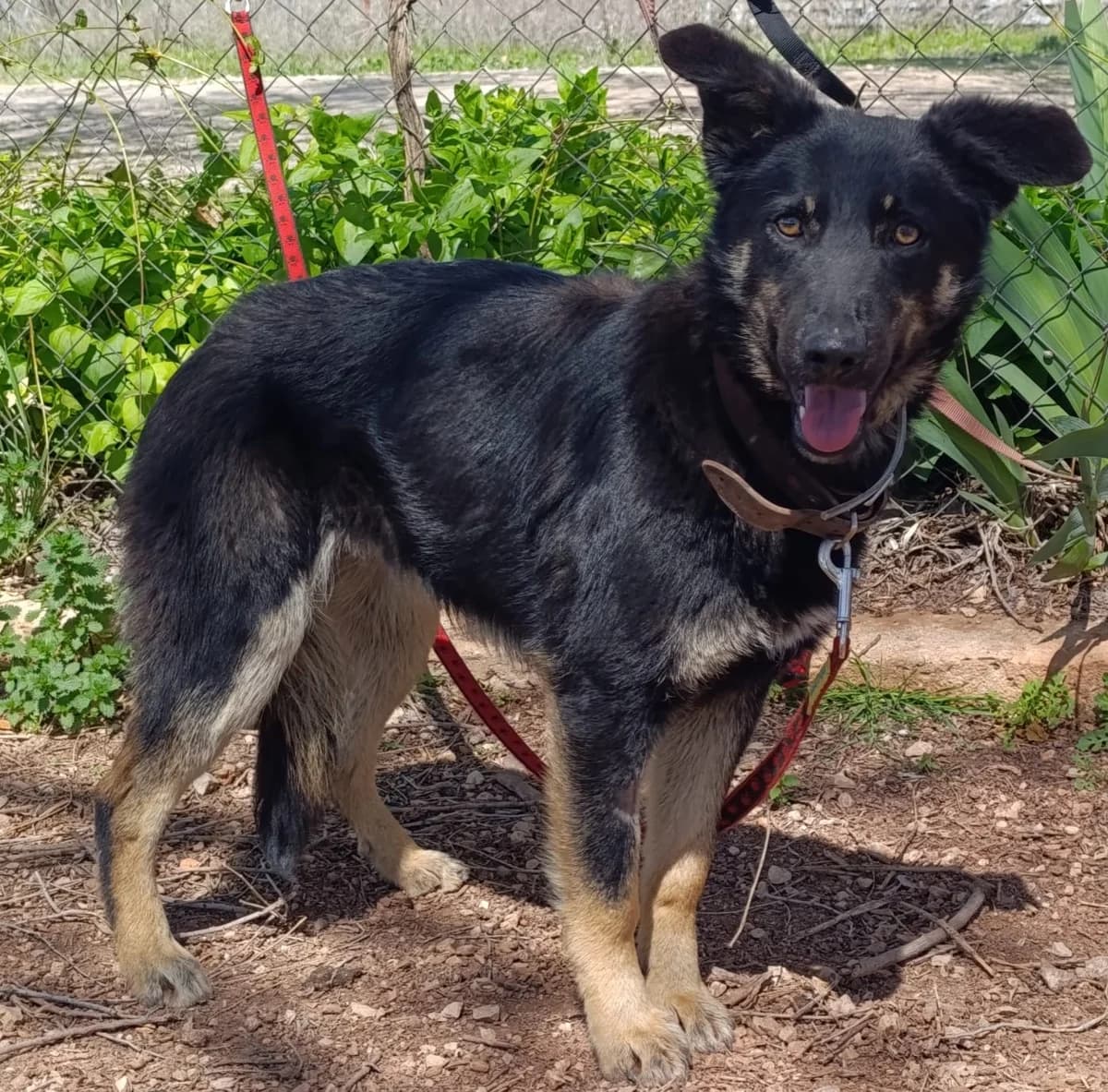 Sky2, female Mixed Breed for adoption at Tierischgeholfen e.V.