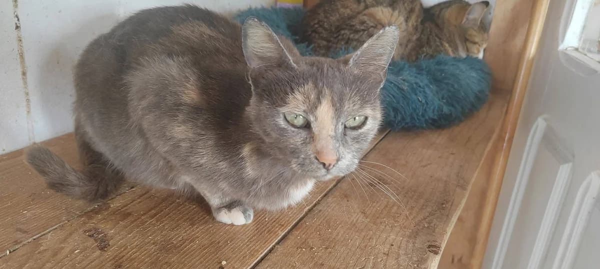 Lady, female Mixed Breed Cat for adoption at Tierischgeholfen e.V.