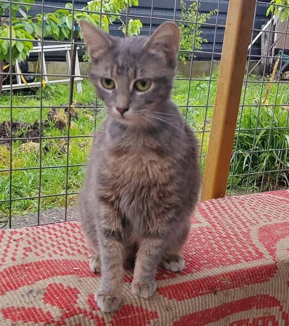 Diya, female Mixed Breed Cat for adoption at Tierischgeholfen e.V.