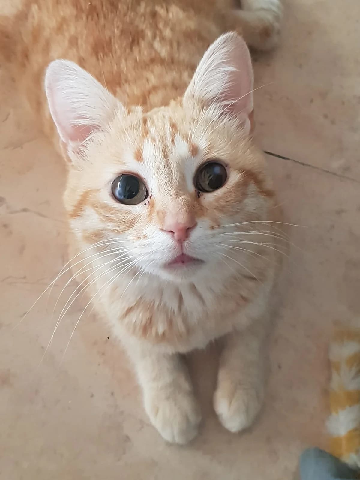 Azahar, female Mixed Breed Cat for adoption at Tierischgeholfen e.V.