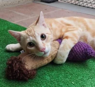 Narok, rot male Mixed Breed Cat for adoption at Tierischgeholfen e.V.