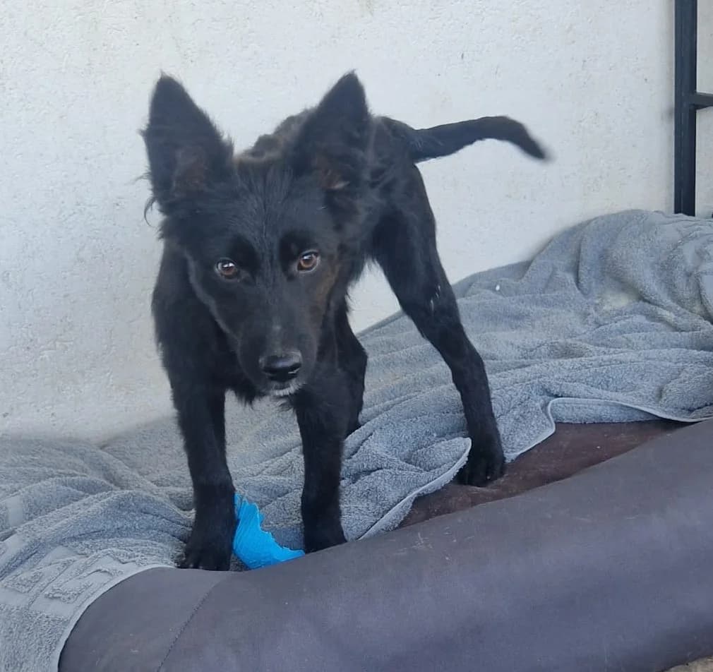 Nero, male puppy Mixed Breed for adoption at Tierischgeholfen e.V.