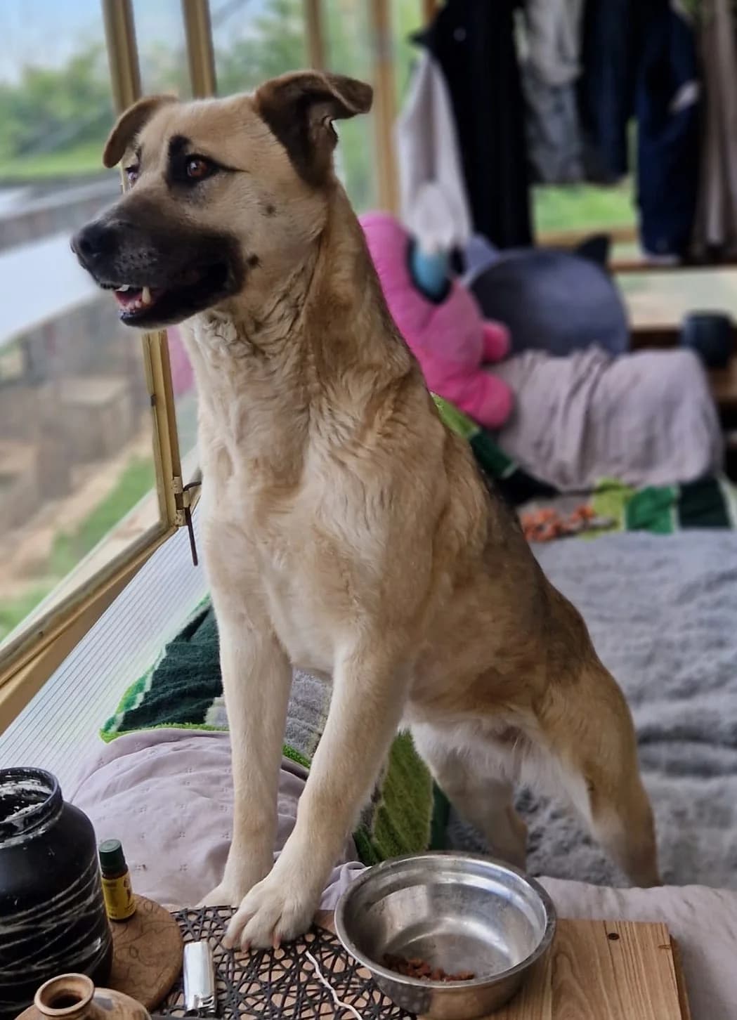 Lana, female German Shepherd for adoption at Tierischgeholfen e.V.