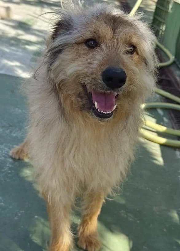 Tito, male Mixed Breed for adoption at Tierischgeholfen e.V.