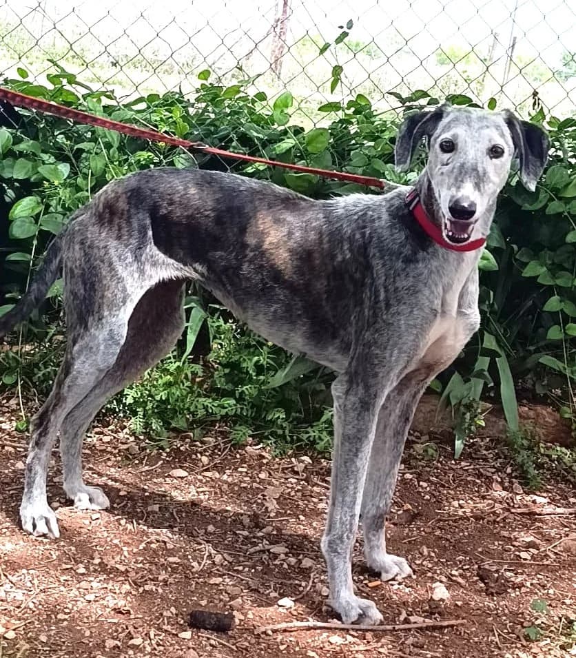 Farala, female Galgo Español for adoption at Tierischgeholfen e.V.