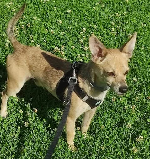 Ricardo, male puppy Mixed Breed for adoption at Tierischgeholfen e.V.