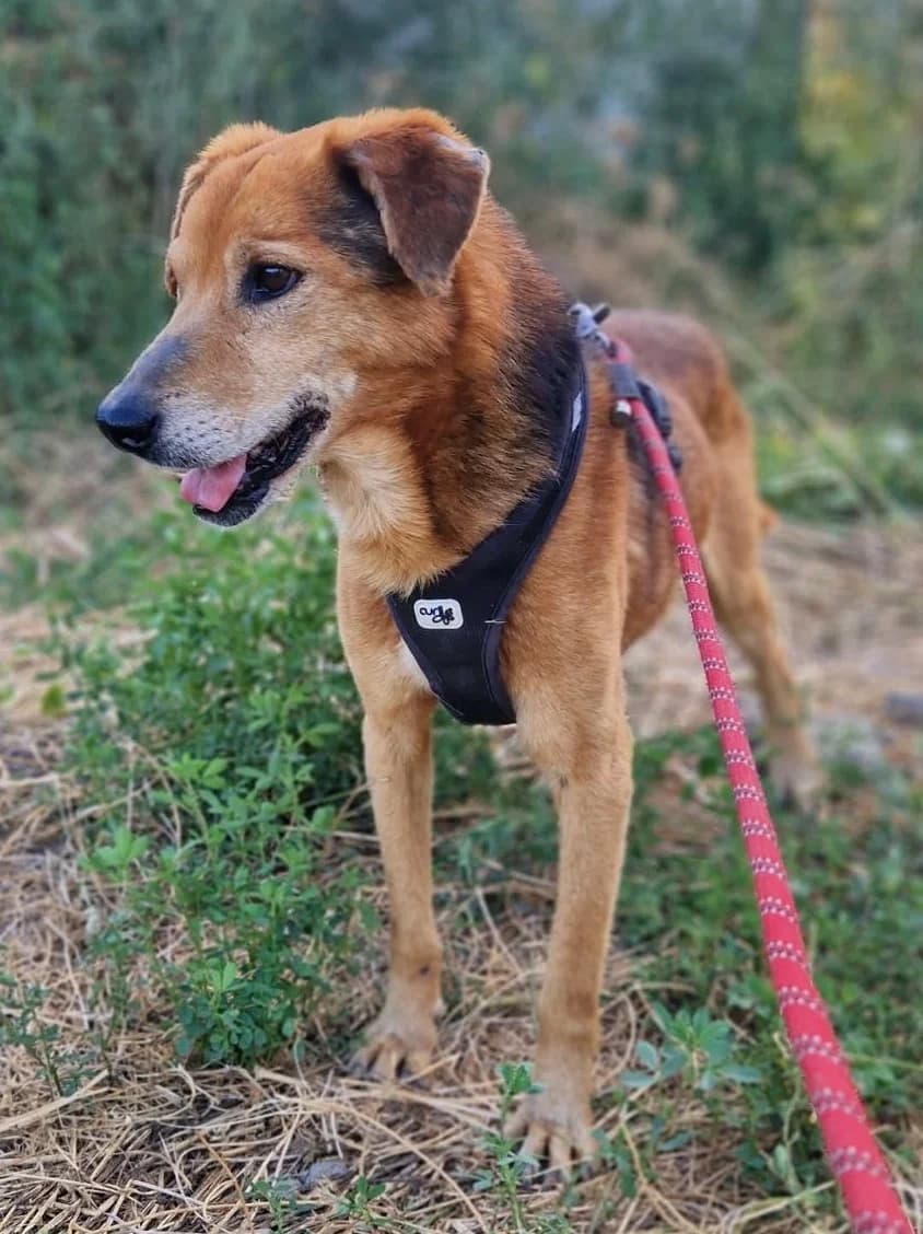 Paul, male senior Mixed Breed for adoption at Tierischgeholfen e.V.