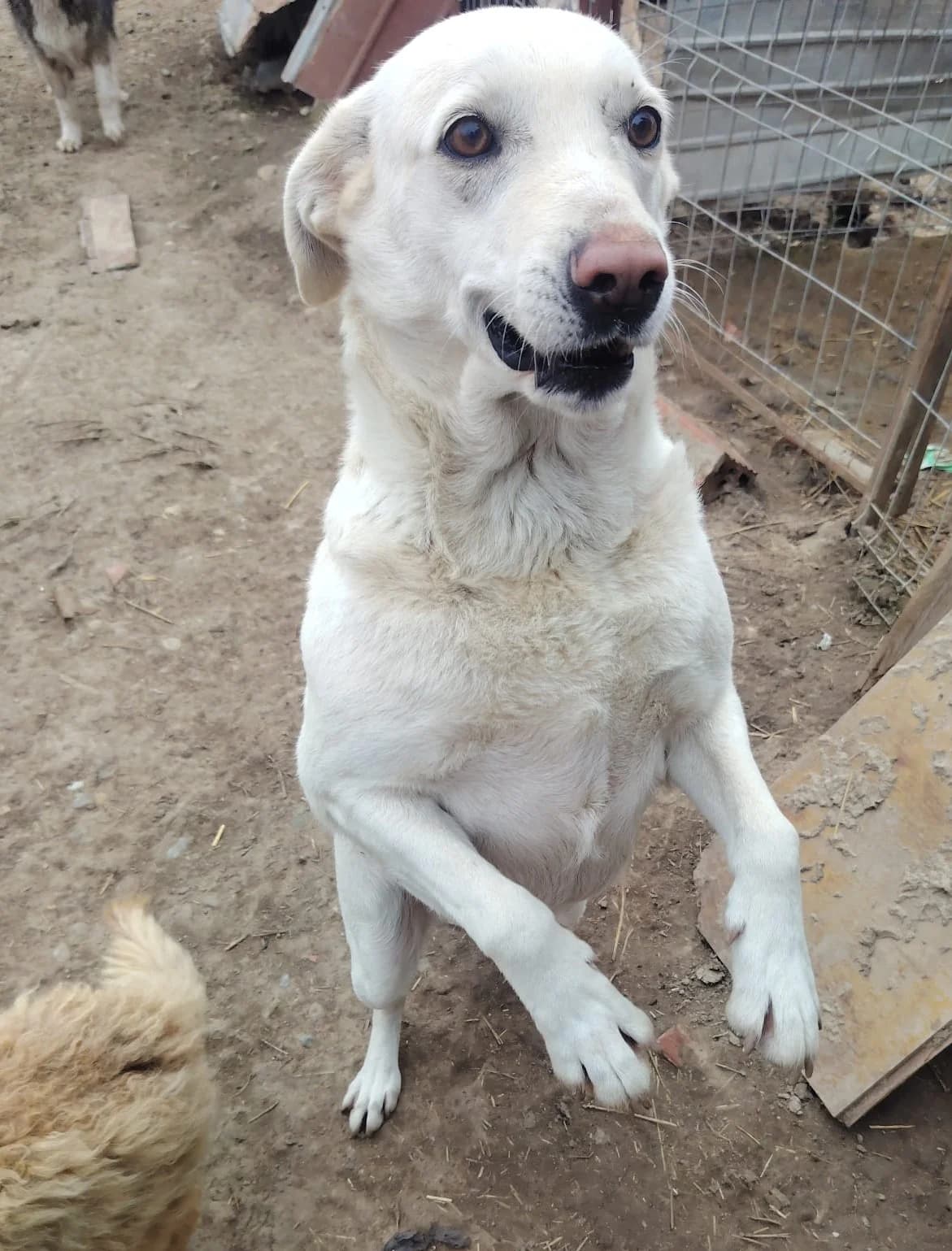 Aria, female Labrador Retriever for adoption at Tierischgeholfen e.V.