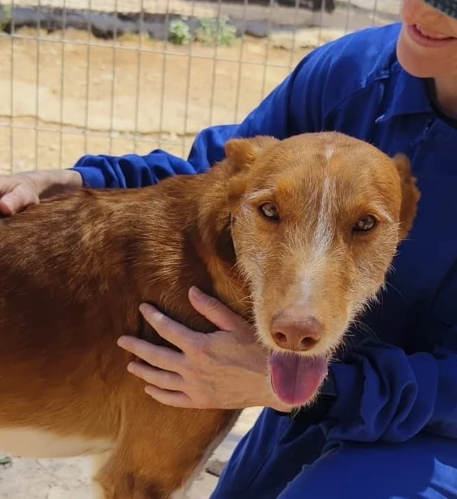 Pancho, male Podenco for adoption at Tierischgeholfen e.V.