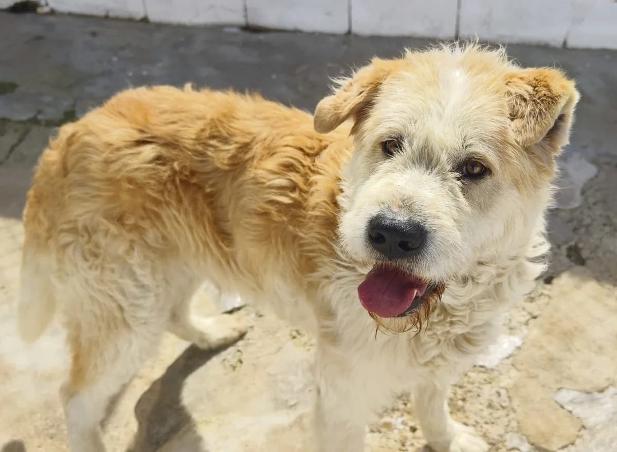 Thiago, male Mixed Breed for adoption at Tierischgeholfen e.V.