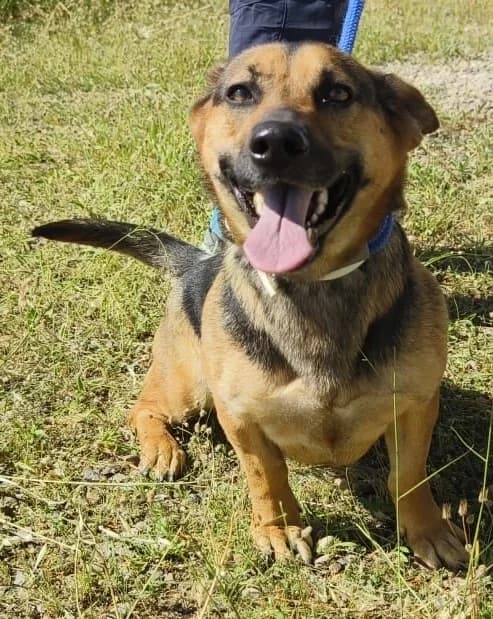 Kira1, female Mixed Breed for adoption at Tierischgeholfen e.V.