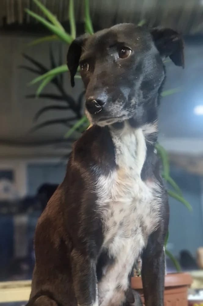 Elara, female puppy Mixed Breed for adoption at Tierischgeholfen e.V.