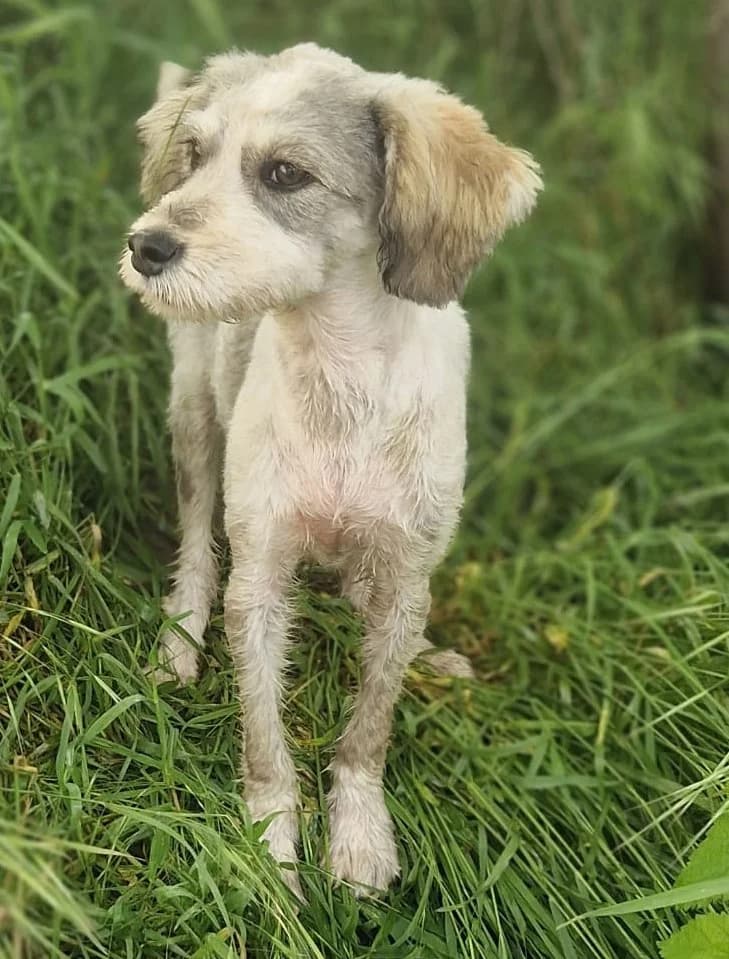 Nova, female Mixed Breed for adoption at Tierischgeholfen e.V.