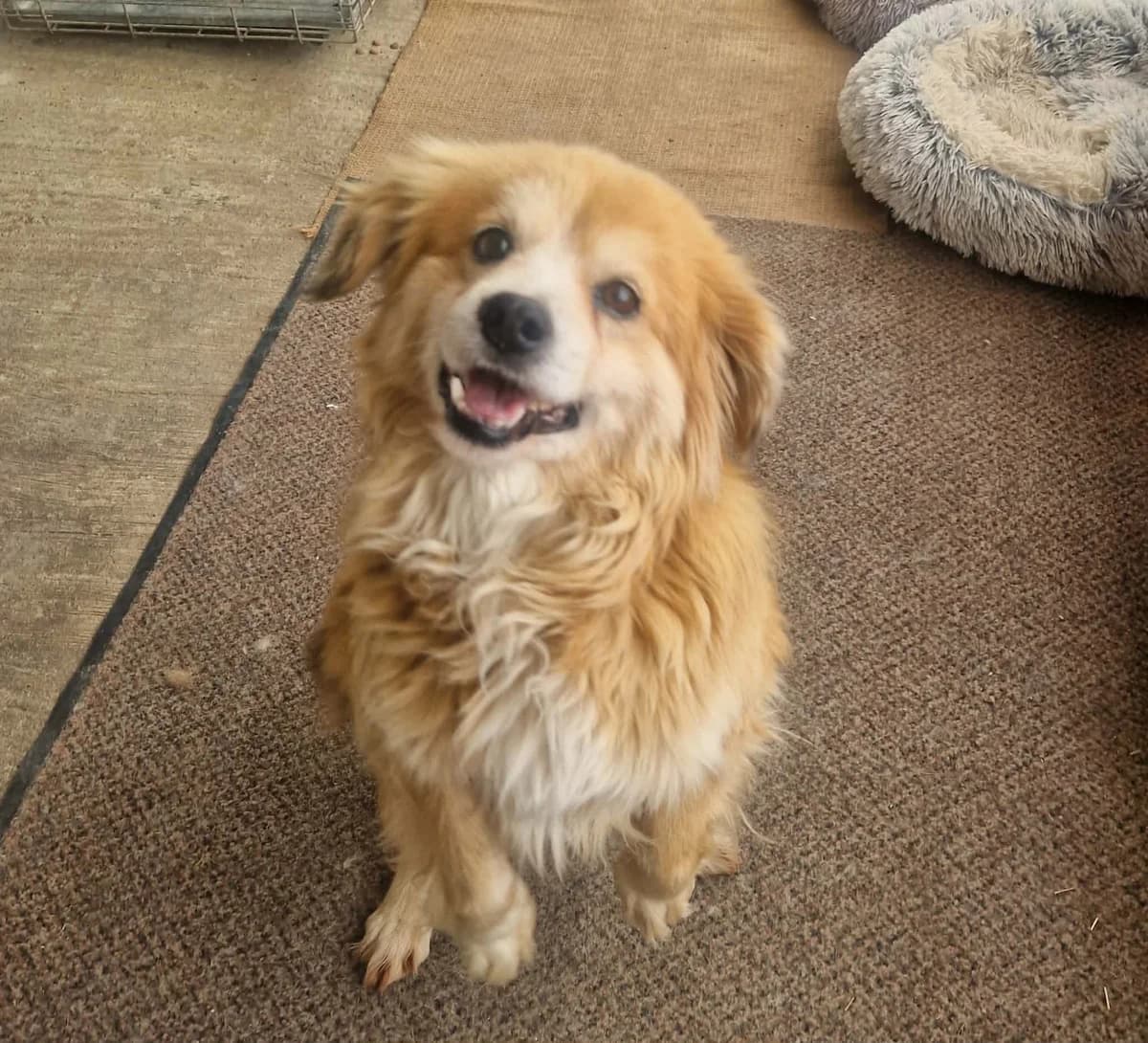 Oskar3, male senior Mixed Breed for adoption at Tierischgeholfen e.V.