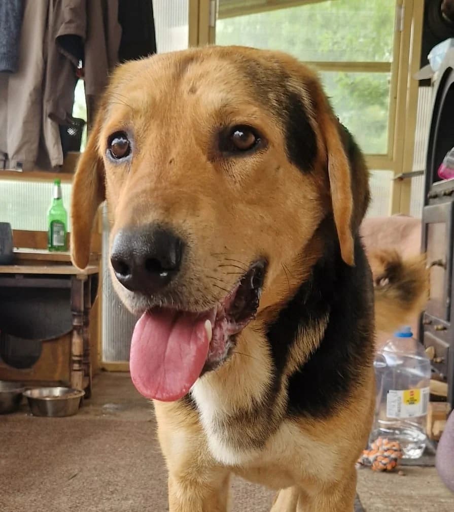Lio, male Mixed Breed for adoption at Tierischgeholfen e.V.