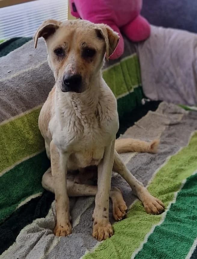 Flocke, male Mixed Breed for adoption at Tierischgeholfen e.V.
