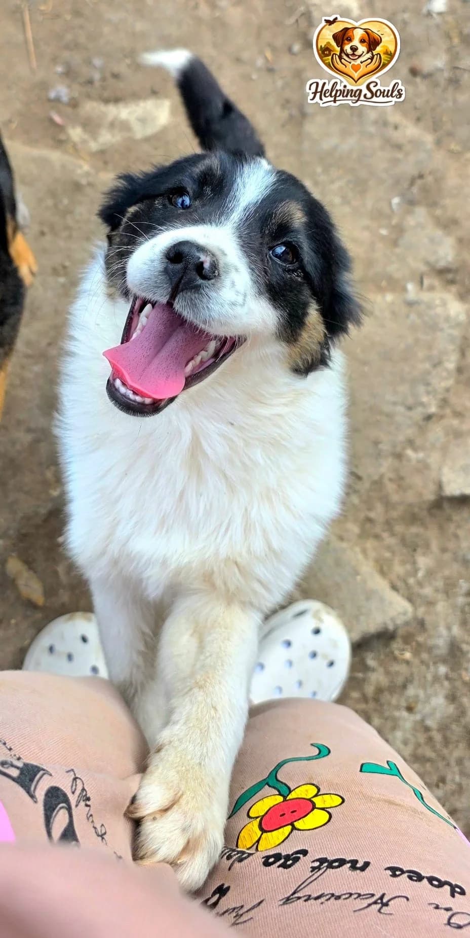 Crista, female puppy Mixed Breed for adoption at Tierischgeholfen e.V.
