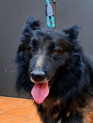 Rocky, male German Shepherd for adoption at Tierischgeholfen e.V.
