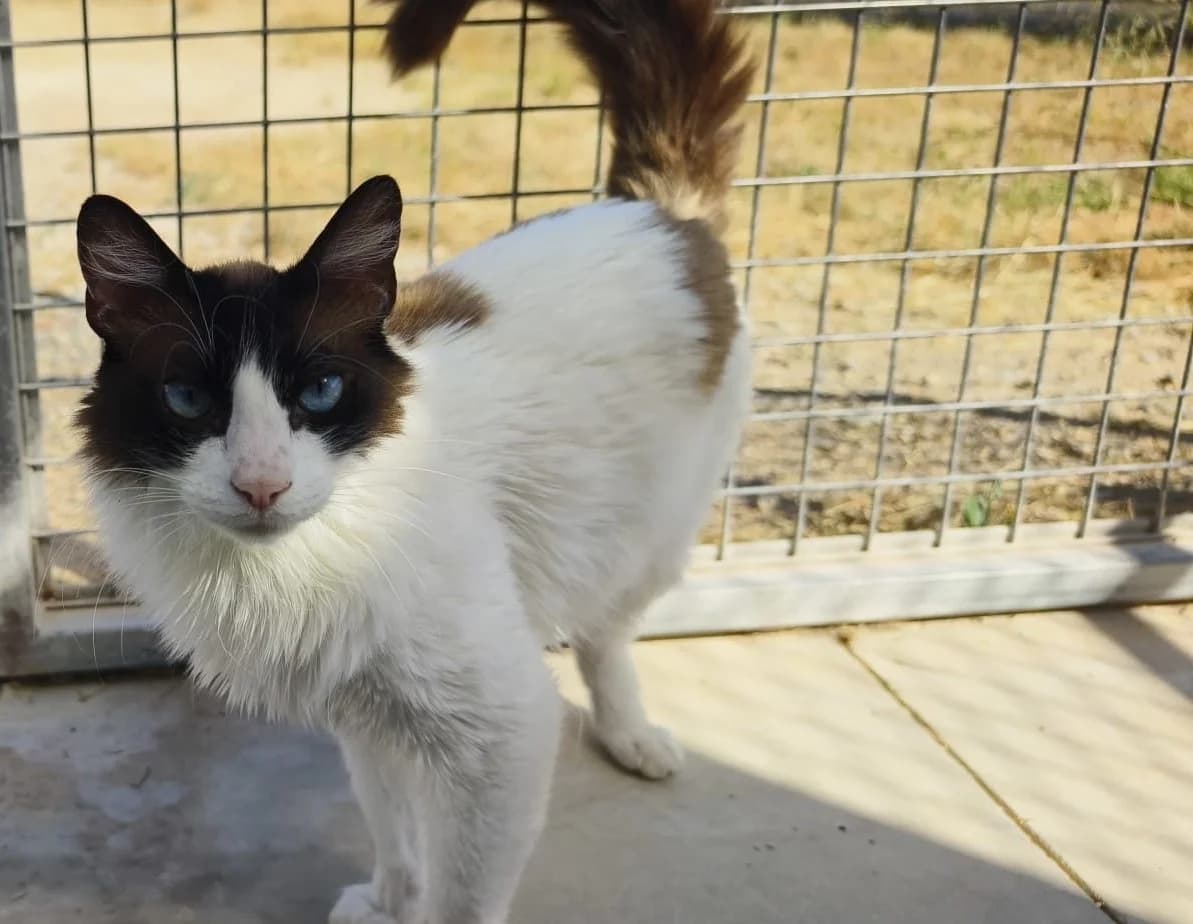 Kinder, male 3yo Mixed Breed Cat for adoption at Tierischgeholfen e.V.