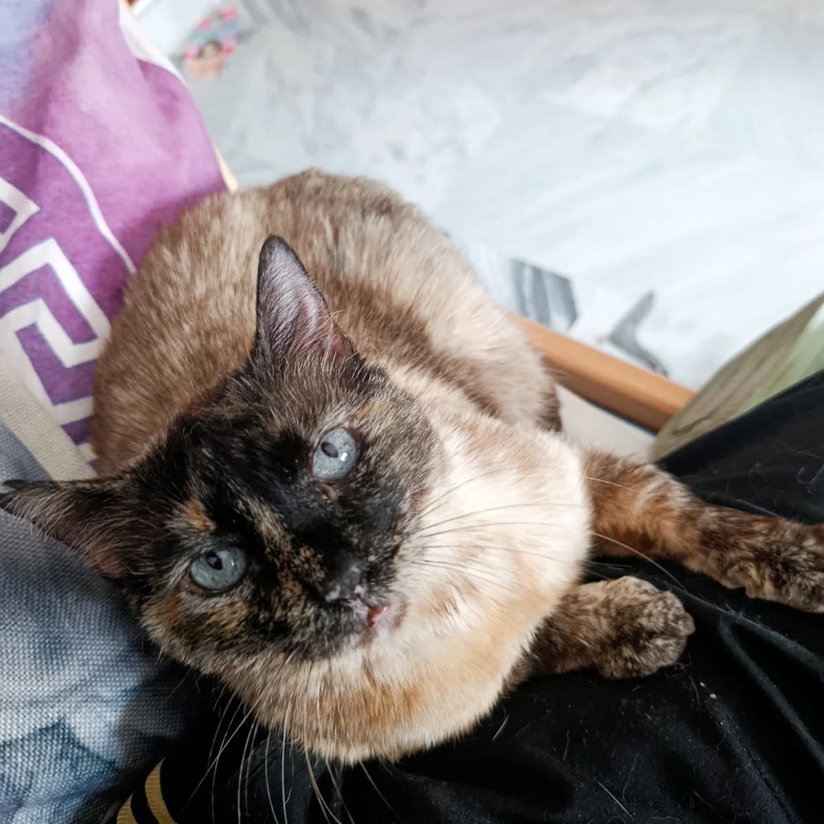 Lucy, female Mixed Breed Cat for adoption at Tierischgeholfen e.V.