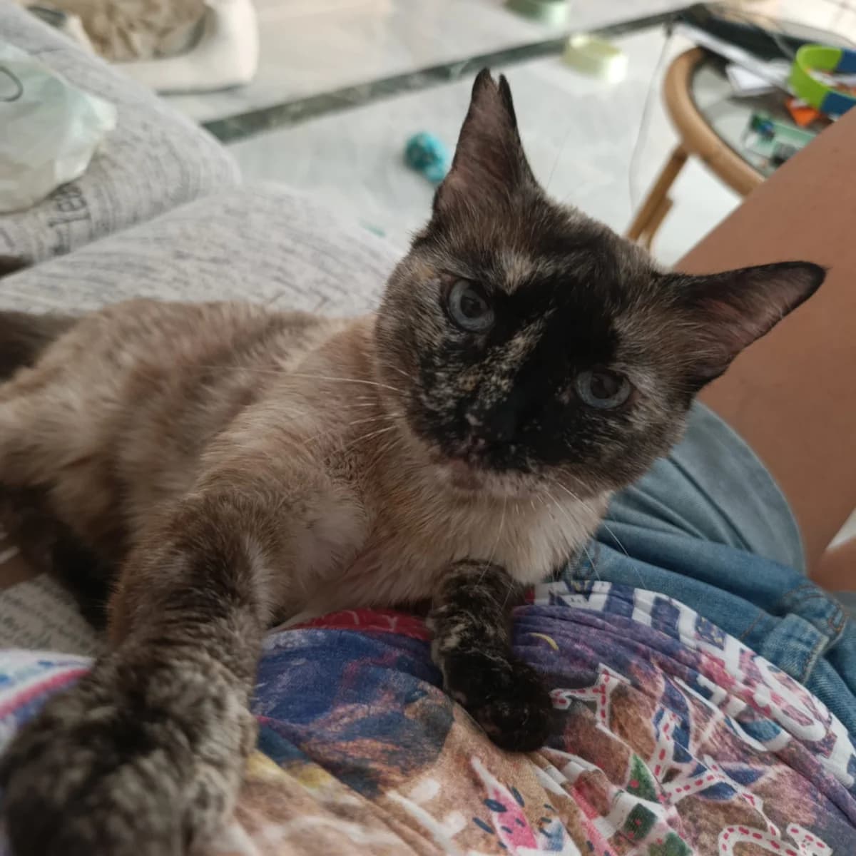 Lucy, female Mixed Breed Cat for adoption at Tierischgeholfen e.V.