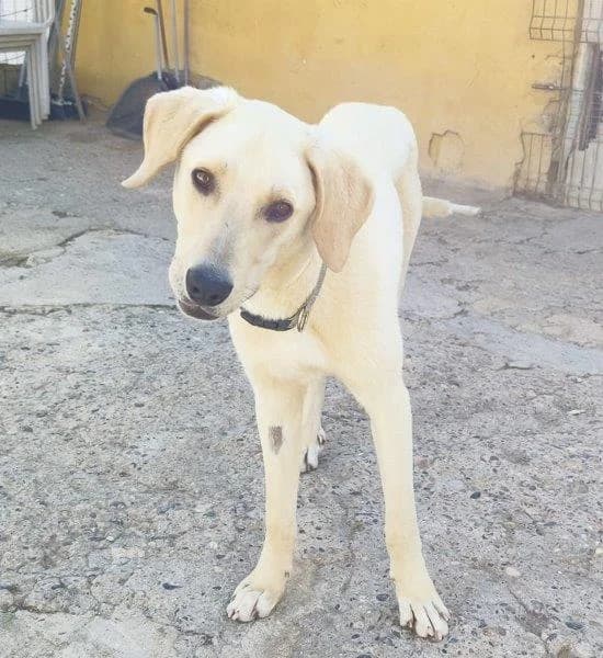Lupita, female Mixed Breed for adoption at Tierischgeholfen e.V.