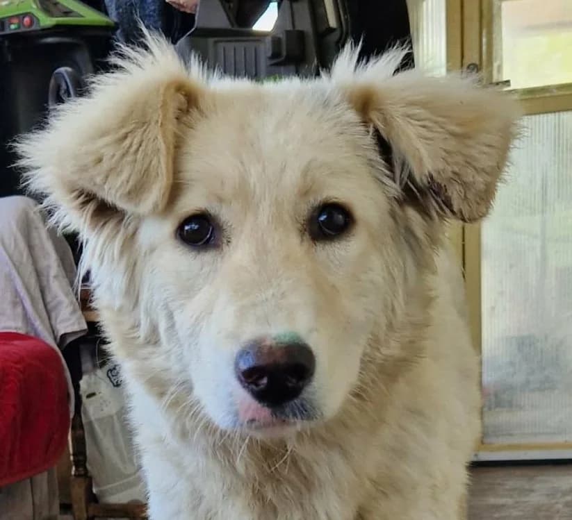 Alba, female Mixed Breed for adoption at Tierischgeholfen e.V.