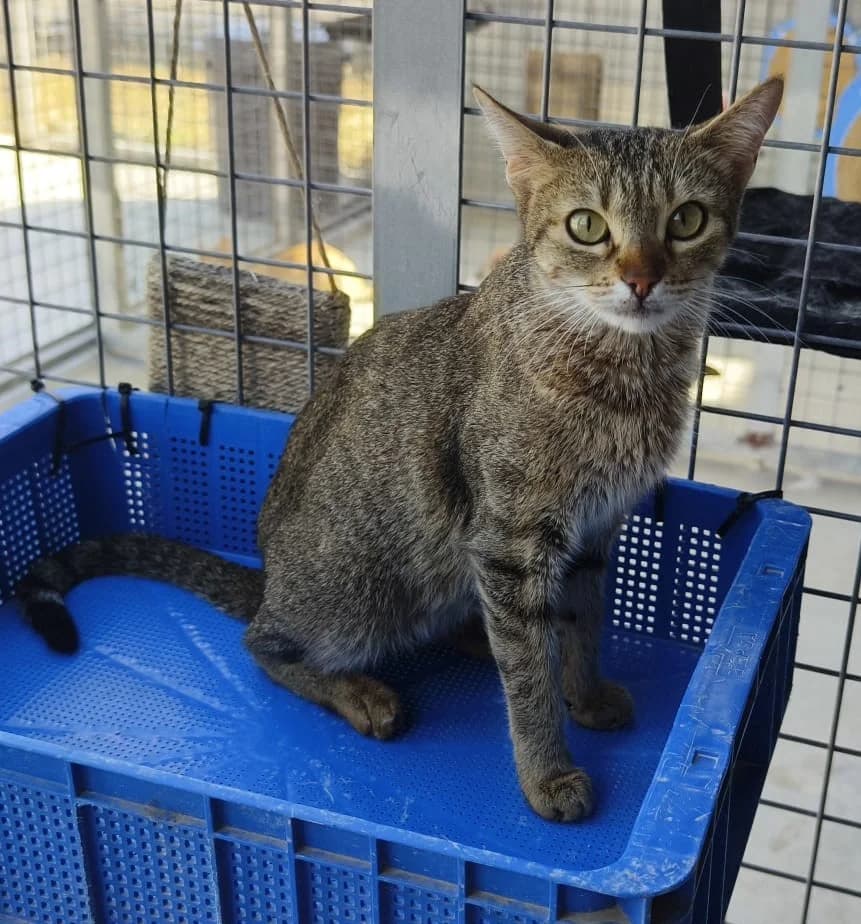 Kika, female Mixed Breed Cat for adoption at Tierischgeholfen e.V.