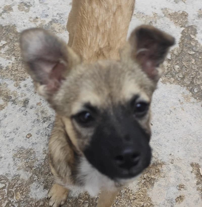 Demon, male Mixed Breed for adoption at Tierischgeholfen e.V.