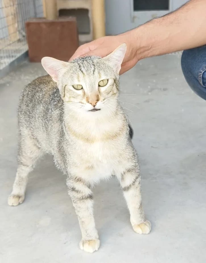 Mami, female 3yo Mixed Breed Cat for adoption at Tierischgeholfen e.V.