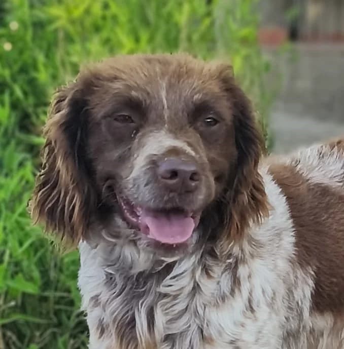Kira2, female Mixed Breed for adoption at Tierischgeholfen e.V.