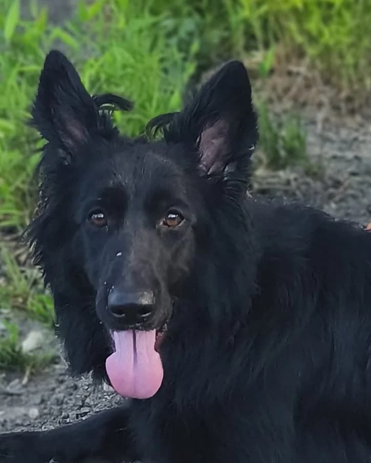 Ella, female Mixed Breed for adoption at Tierischgeholfen e.V.