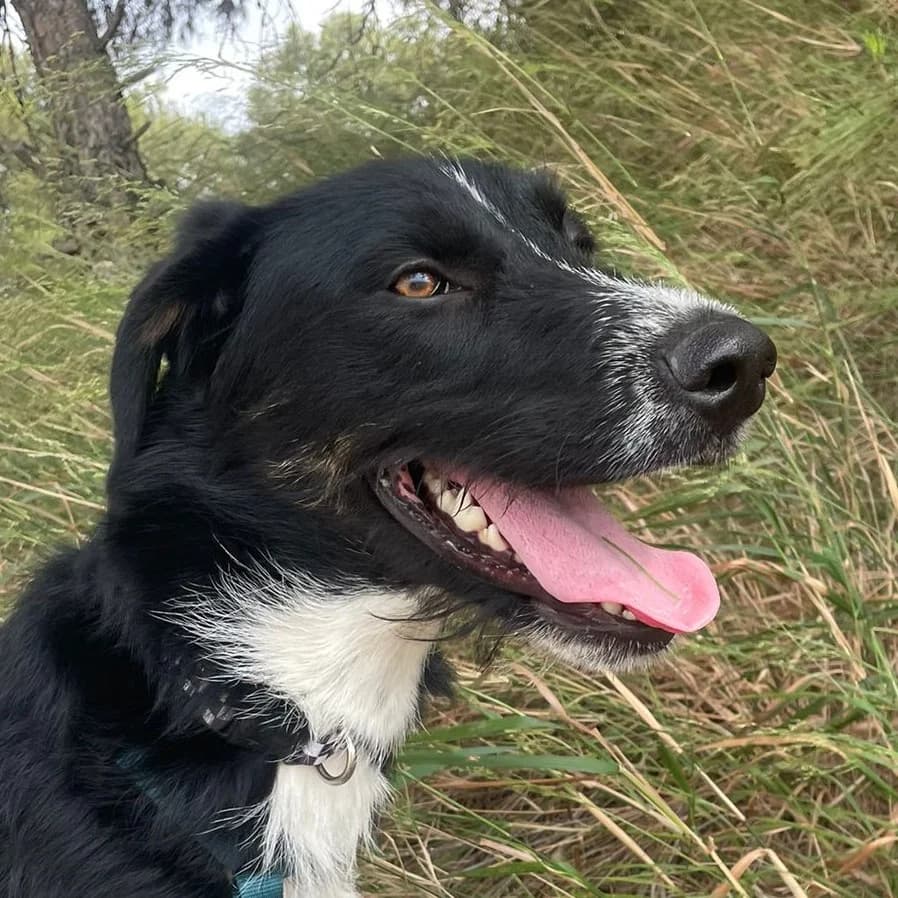 Jacko, male Mixed Breed for adoption at Tierischgeholfen e.V.