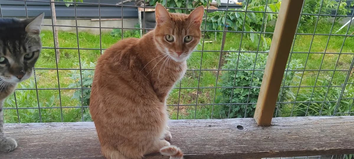 Feli, female puppy Mixed Breed Cat for adoption at Tierischgeholfen e.V.