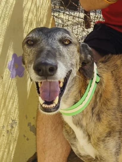 Babu, male Mixed Breed for adoption at Tierischgeholfen e.V.