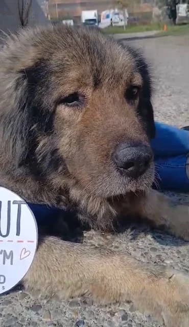 Pelut, male Mixed Breed for adoption at Tierischgeholfen e.V.